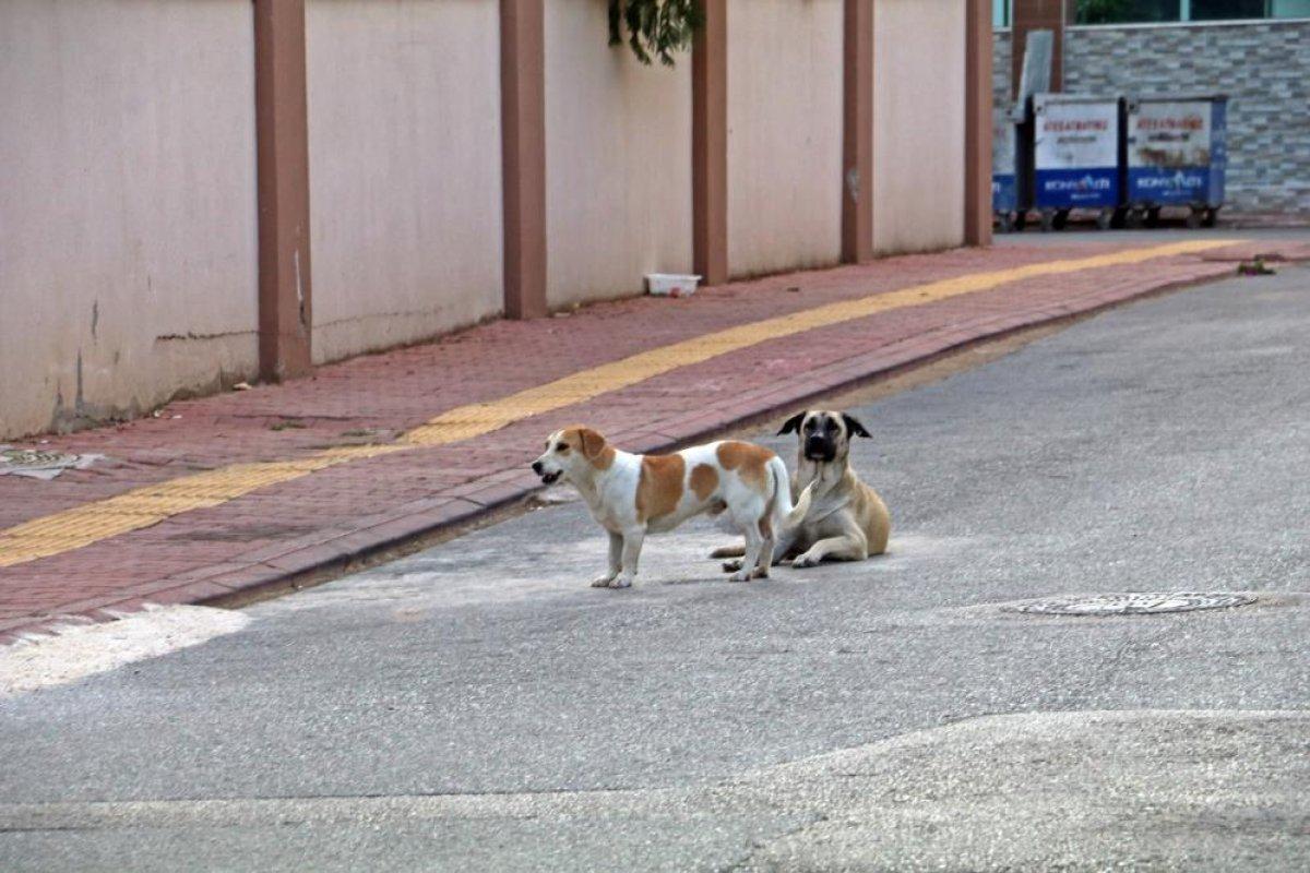 Antalya'da palalı saldırıya uğrayan aile konuştu