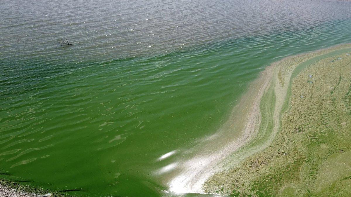 Atatürk Barajı yeşile büründü