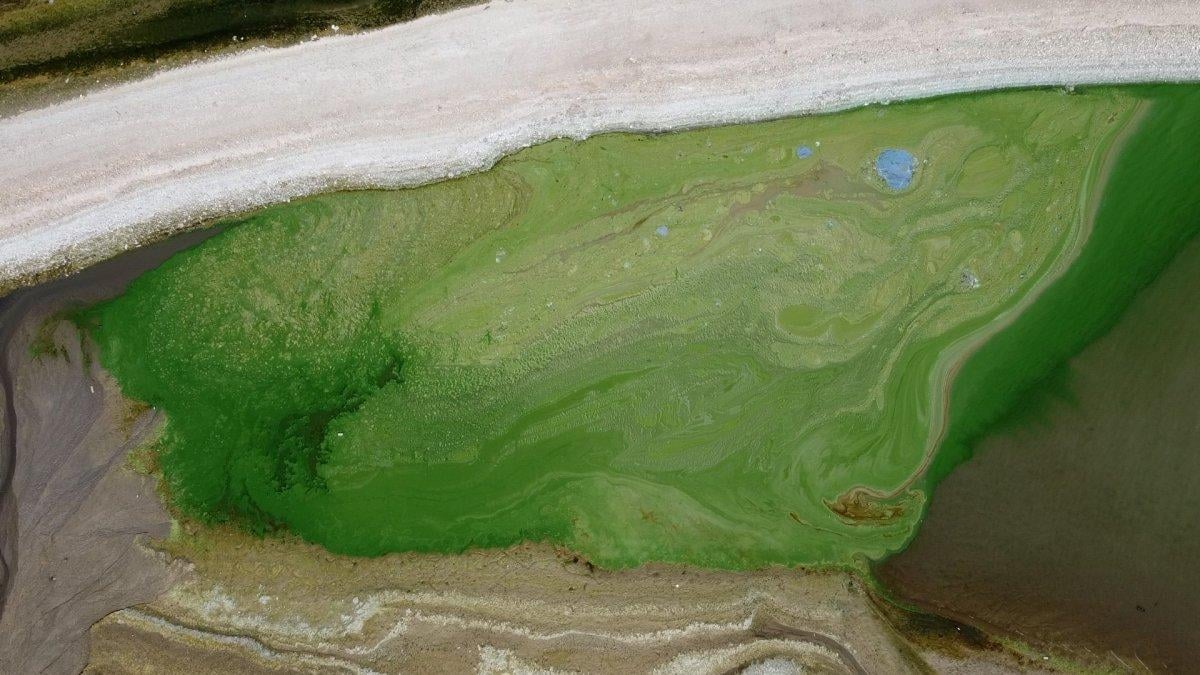 Atatürk Barajı yeşile büründü