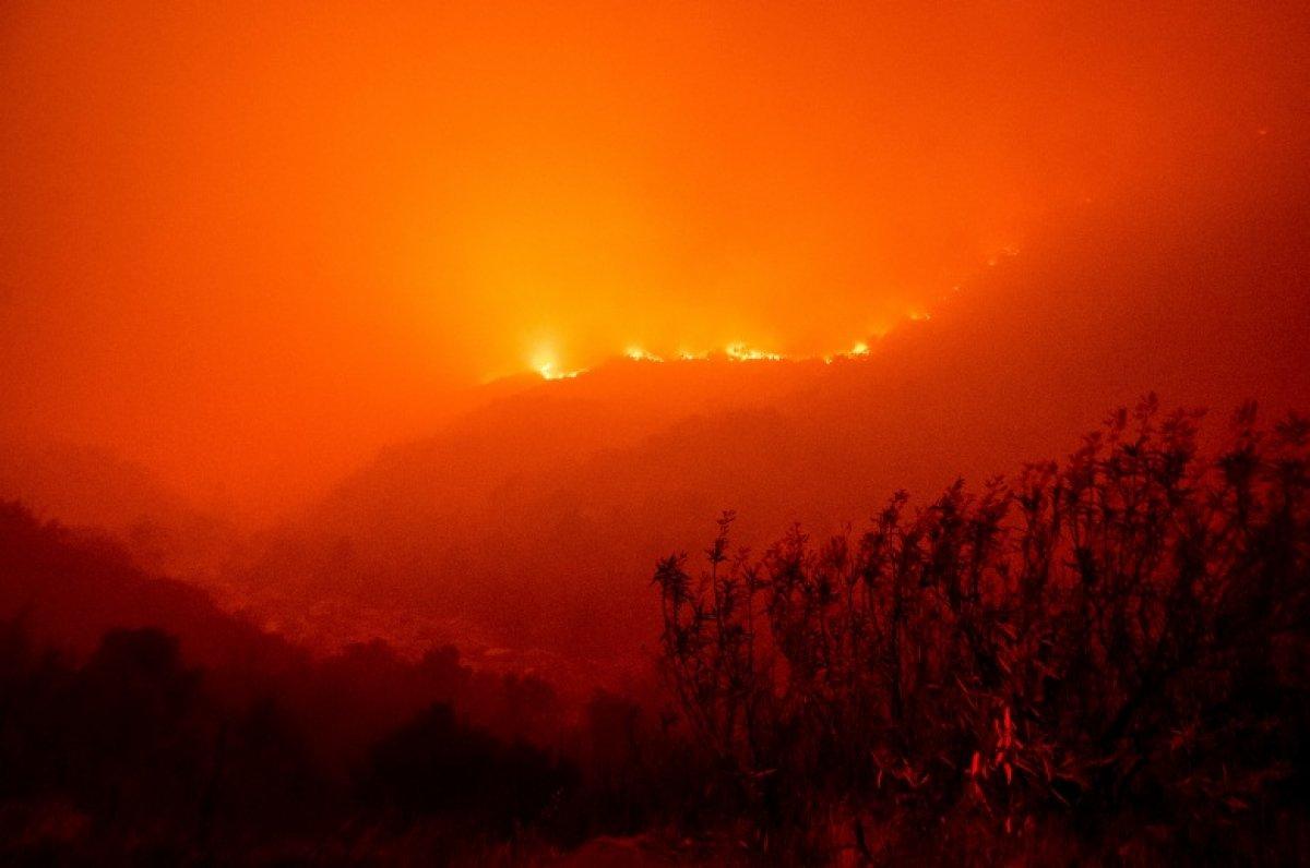 Kaliforniya'daki yangınlarda dünyanın en büyük ağaçları tehdit altında