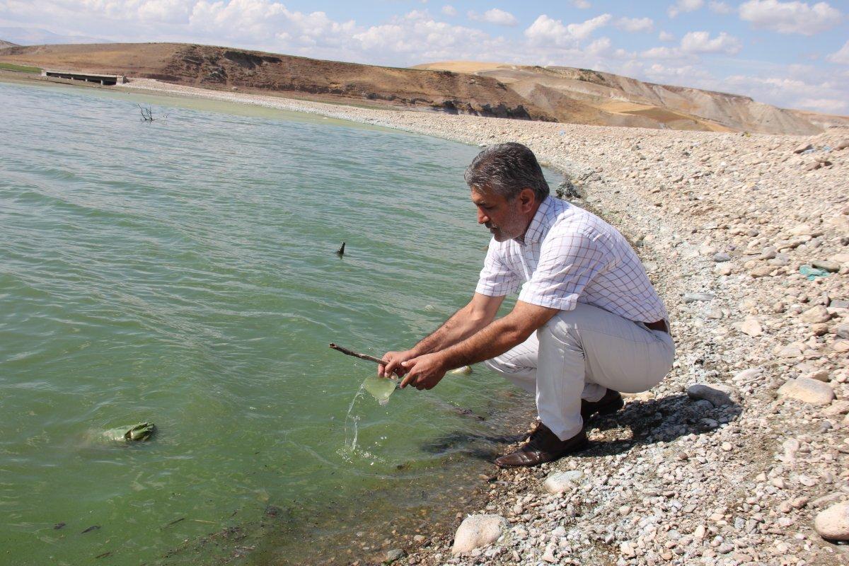 Atatürk Barajı yeşile büründü