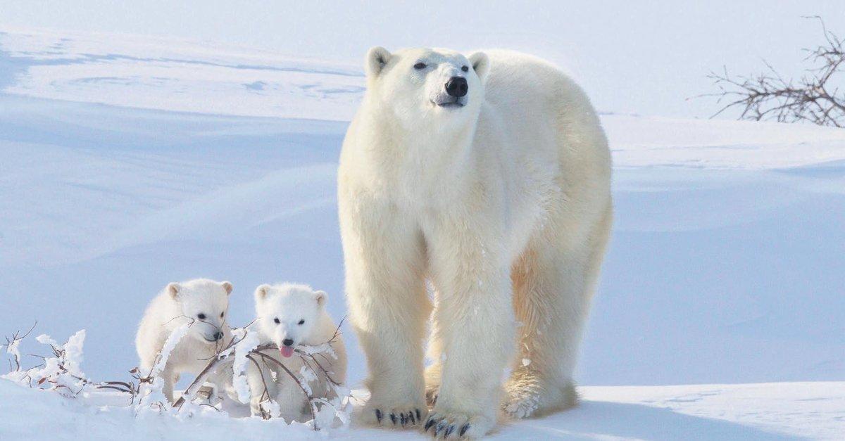 Buzullardaki erime, kutup ayılarının genetik çeşitliliğini tehdit ediyor