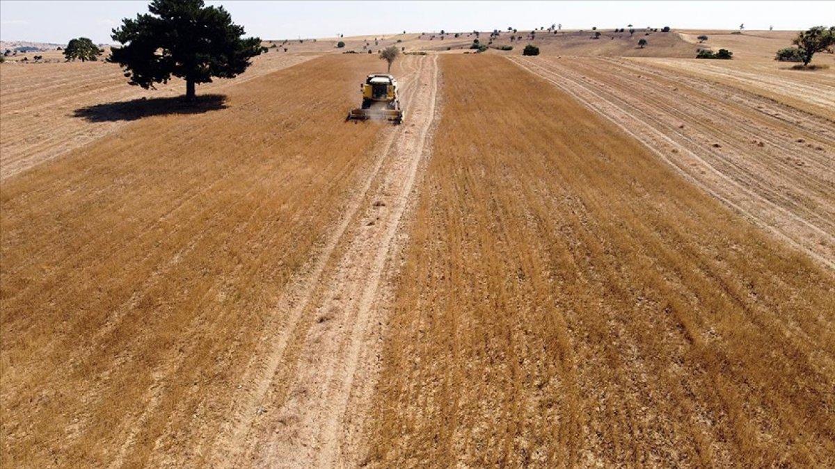 Çörekotu atıl arazileri zenginleştirdi