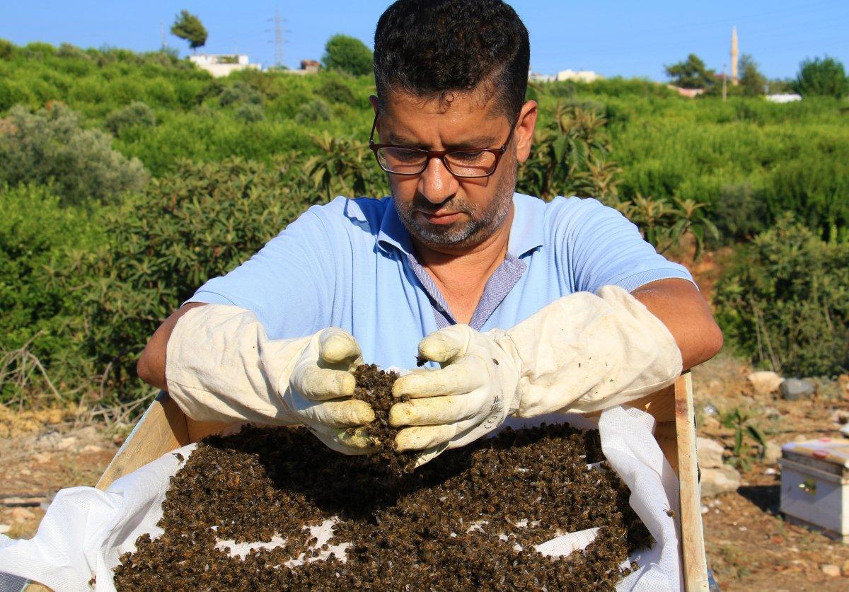 Mersin'de 1 milyondan fazla arı telef oldu