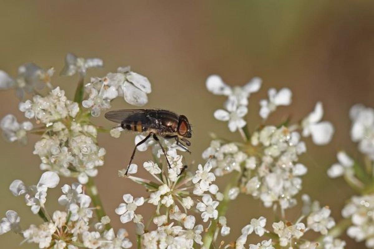 Kara sinek sanmayın! İstanbul'da yeni tehlike: Baldırsokan