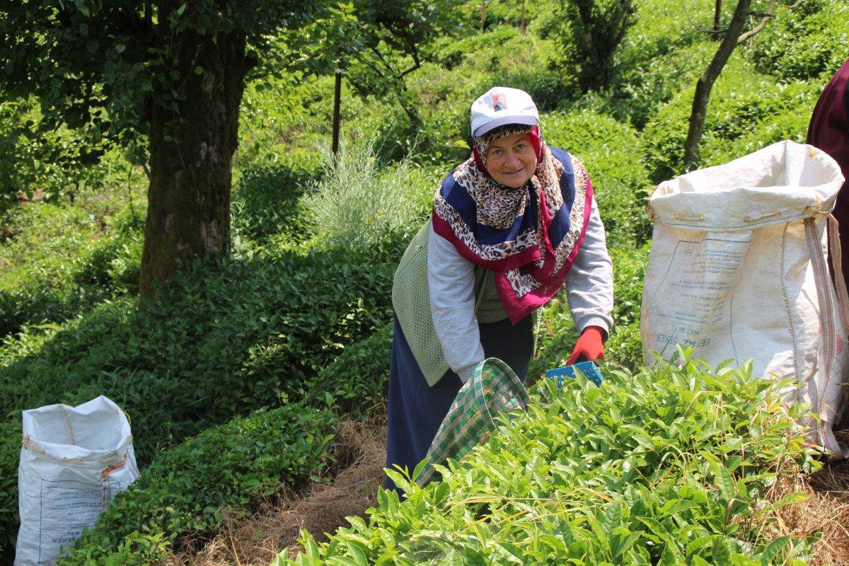 Rize'de çay üreticileri hasadı kendileri yaptı: 100 milyon dolar bölgede kaldı