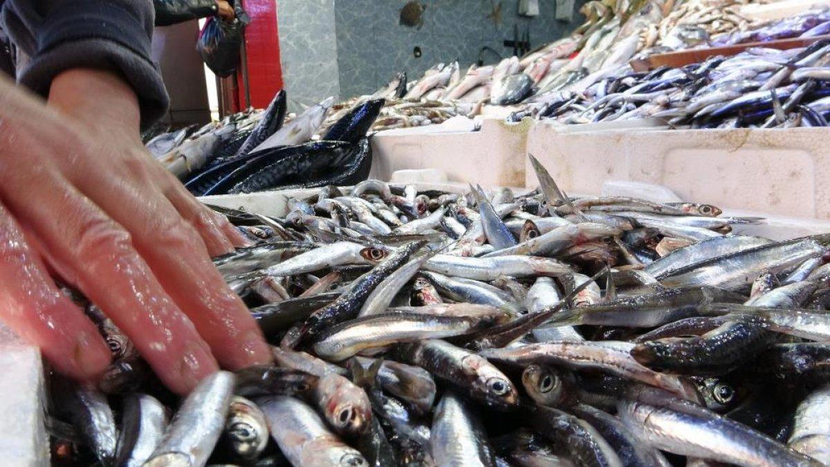 Samsun'da son zamanların en bereketli balık sezonu yaşanıyor