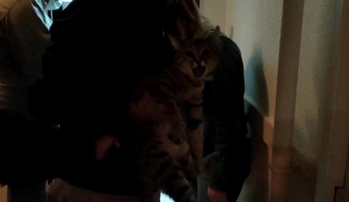 Ankara'da, eve tuvaletini yapan kediyi darbetti