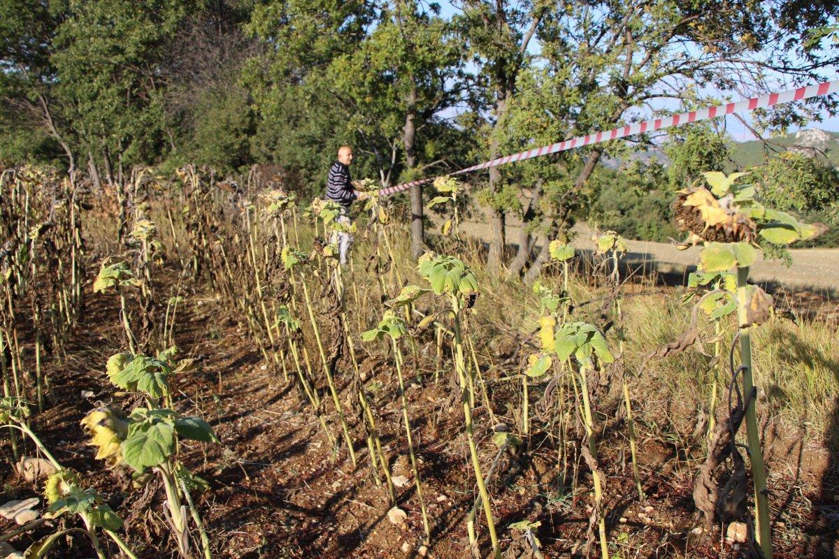 Amasya'daki çiftçi, şerit çekerek tarlasını domuzlardan korudu