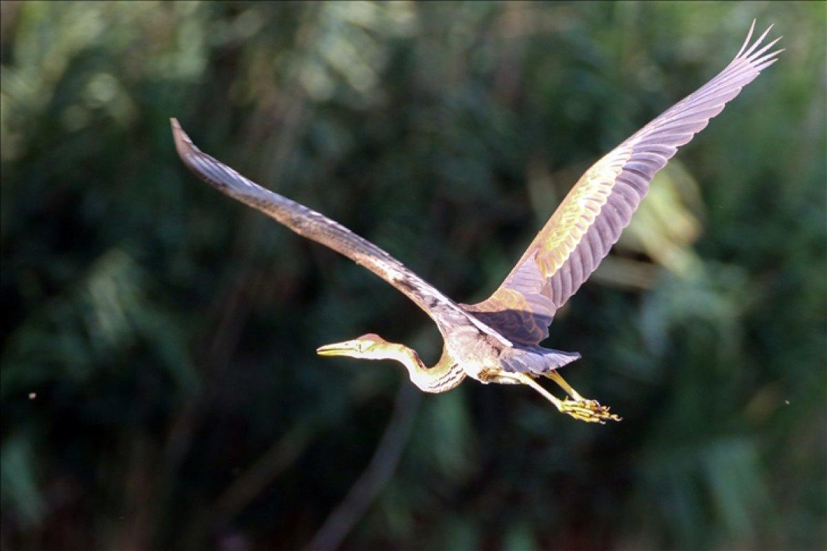 Ağrı Dağı Milli Parkı, ender kuşlardan erguvani balıkçılı ağırladı