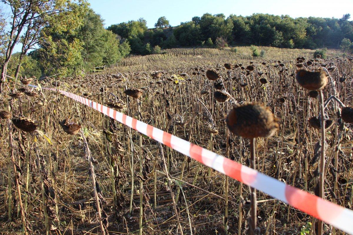 Amasya'daki çiftçi, şerit çekerek tarlasını domuzlardan korudu