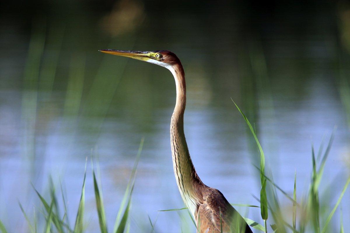 Ağrı Dağı Milli Parkı, ender kuşlardan erguvani balıkçılı ağırladı
