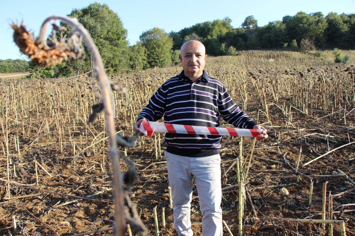 Amasya'daki çiftçi, şerit çekerek tarlasını domuzlardan korudu