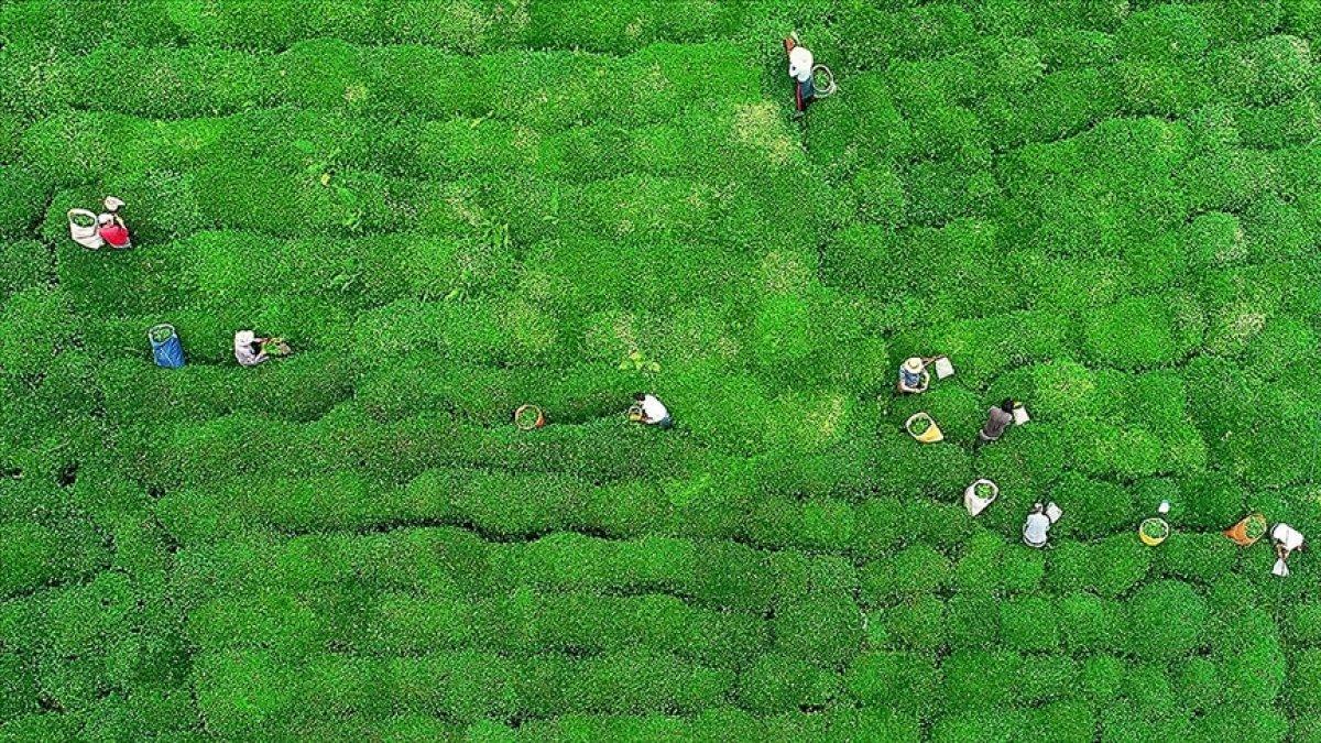 Çay ihracatı arttı