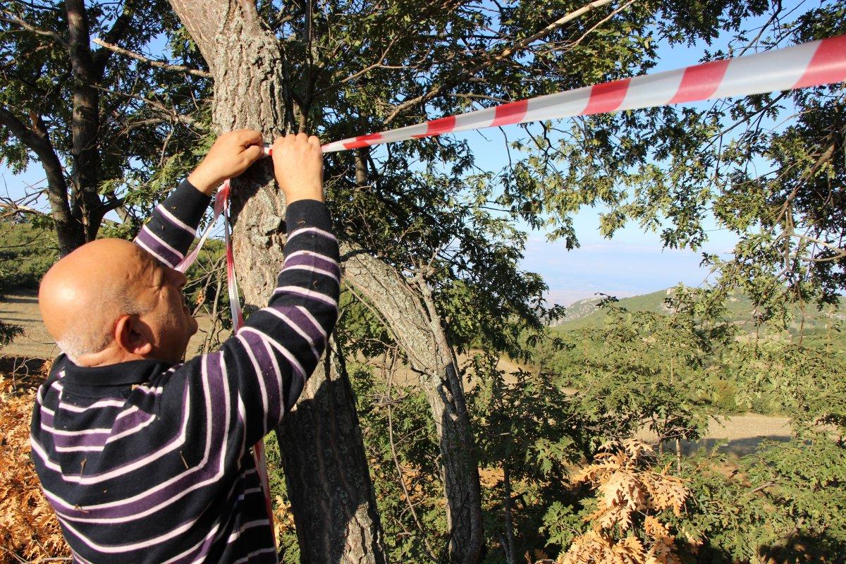 Amasya'daki çiftçi, şerit çekerek tarlasını domuzlardan korudu