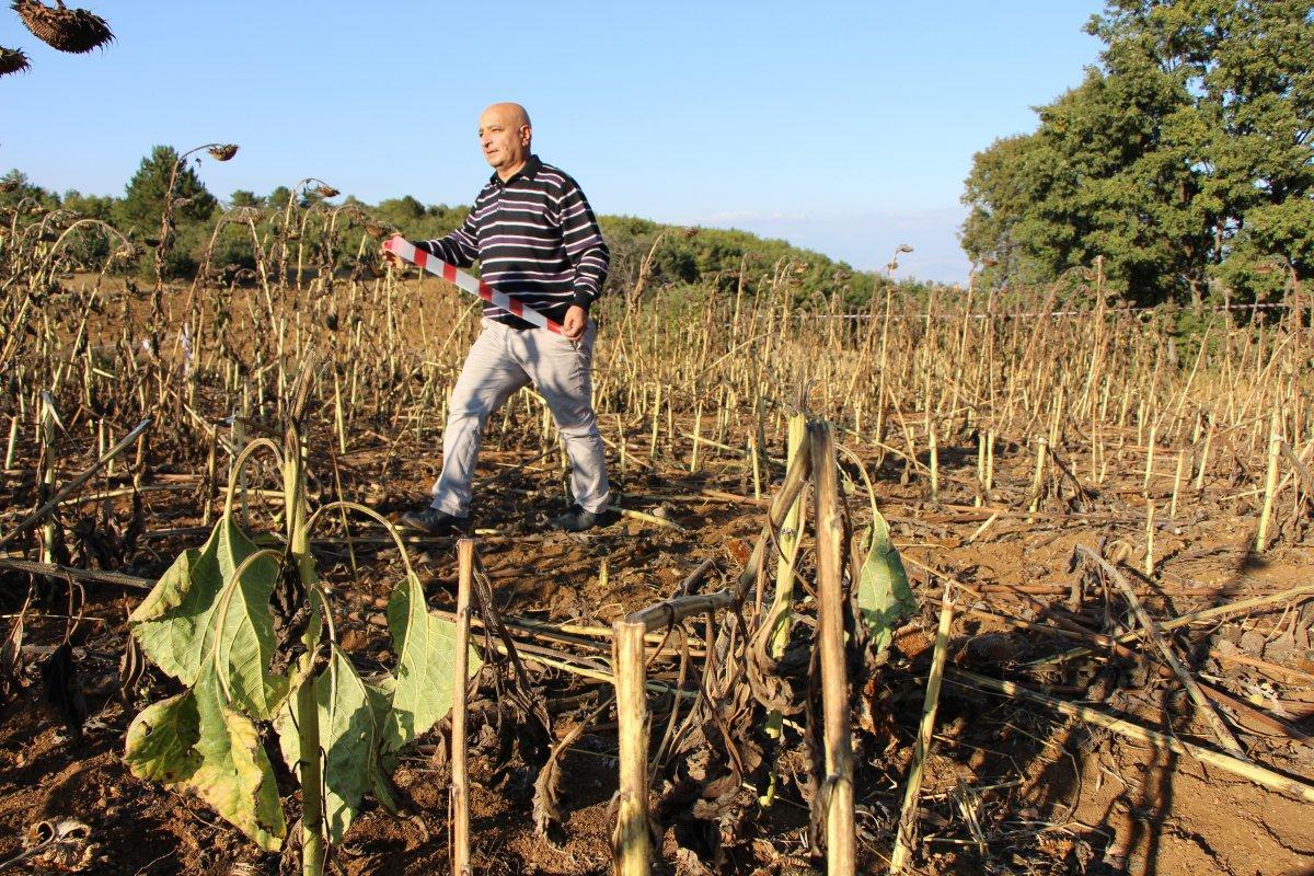 Amasya'daki çiftçi, şerit çekerek tarlasını domuzlardan korudu