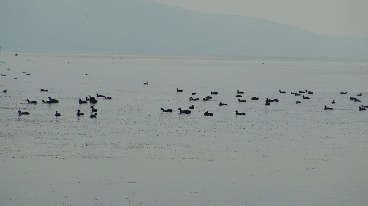 Uluabat Gölü'nde canlıların yaşam alanı küçülüyor