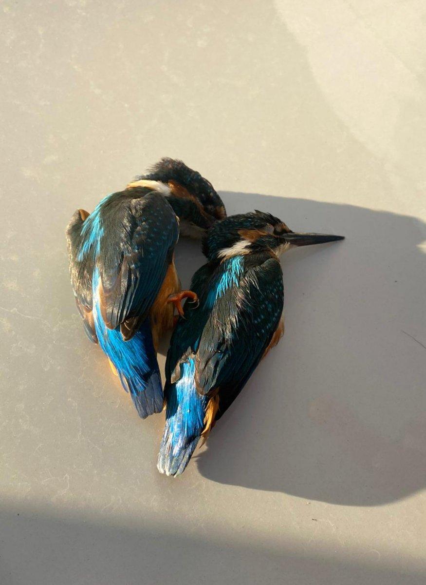 Antalya’da, kalbi duran kuşlar jandarmanın müdahalesi ile hayata döndü