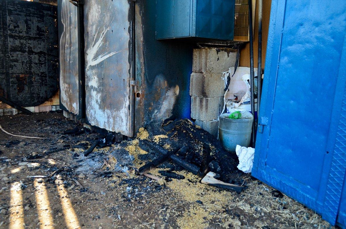 Mersin'de 39 güvercin telef oldu