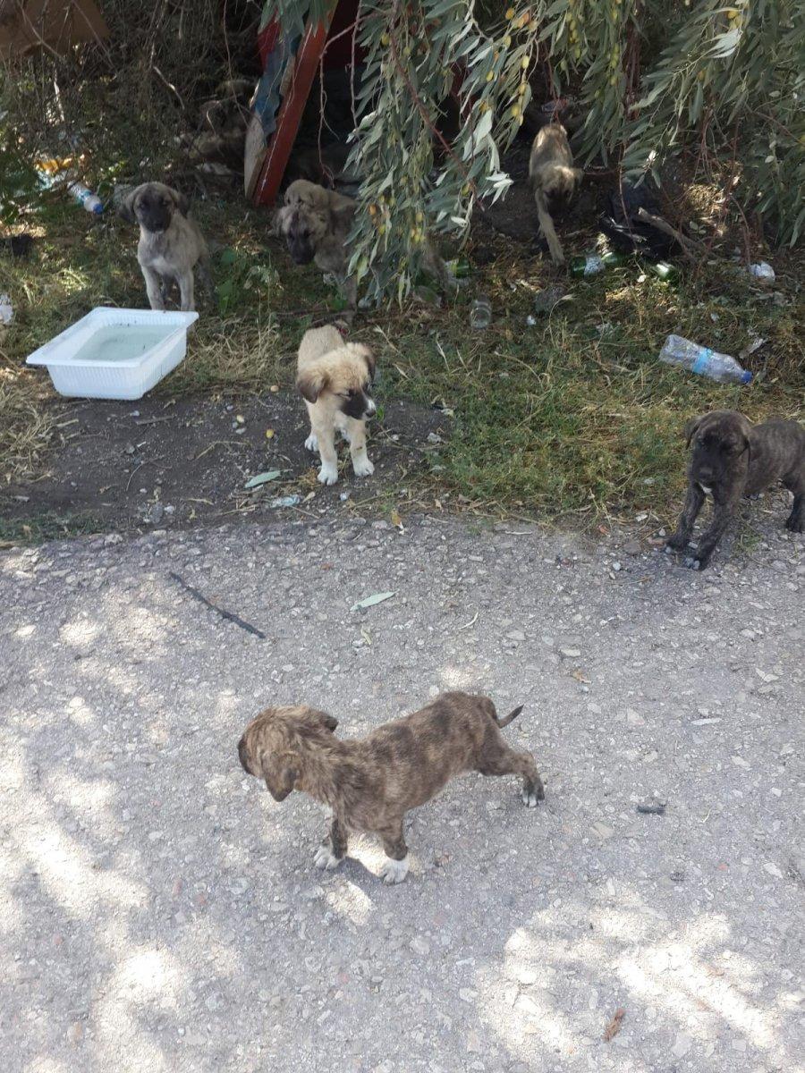 Ankara’da 30’a yakın yavru köpek, yol kenarına bırakıldı