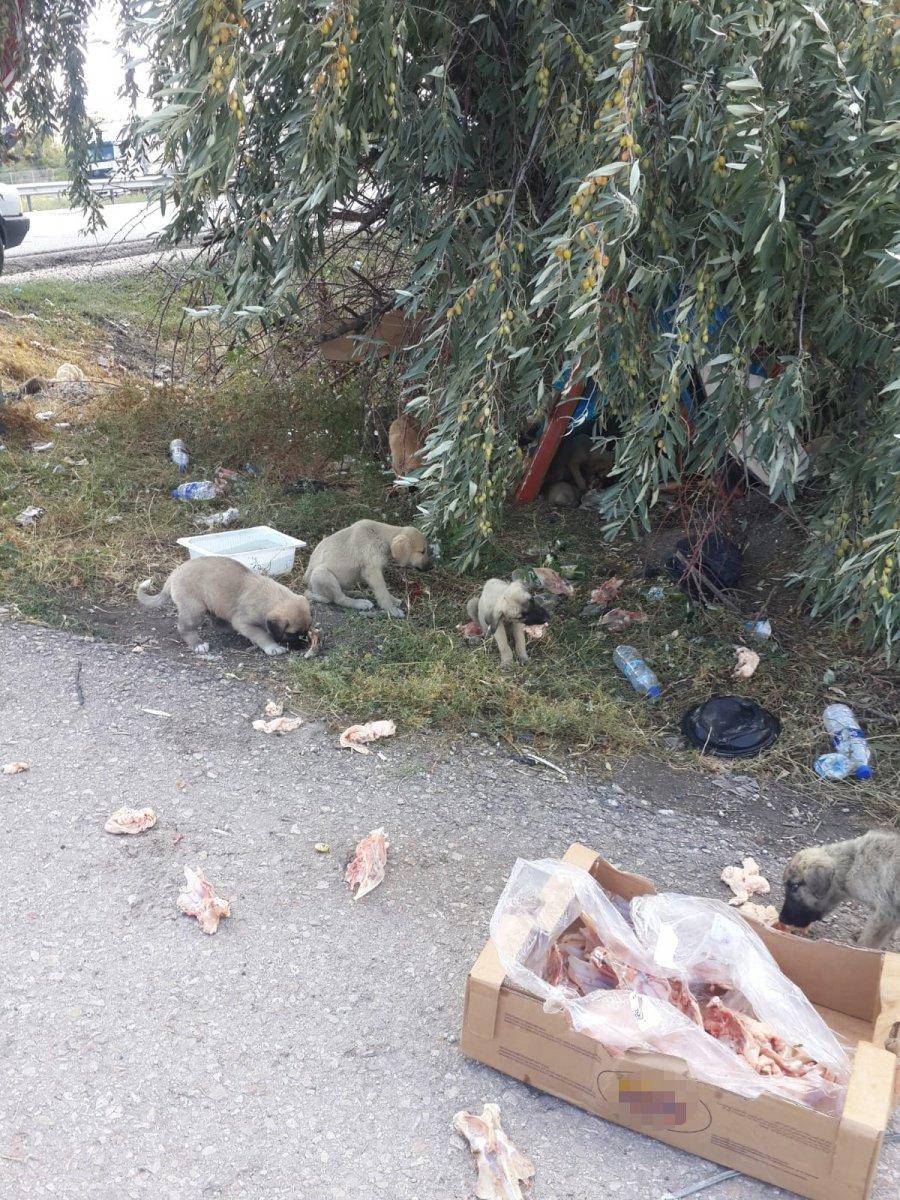 Ankara’da 30’a yakın yavru köpek, yol kenarına bırakıldı