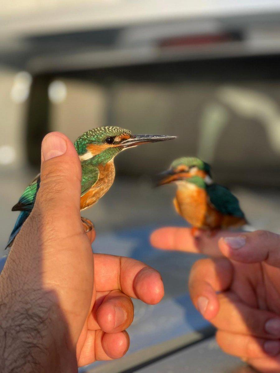 Antalya’da, kalbi duran kuşlar jandarmanın müdahalesi ile hayata döndü