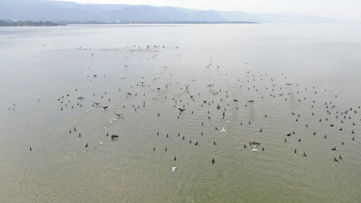 Uluabat Gölü'nde canlıların yaşam alanı küçülüyor