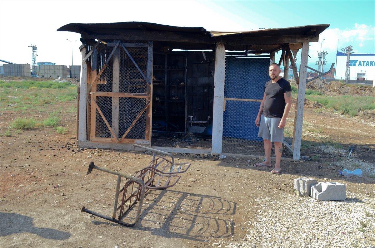 Mersin'de 39 güvercin telef oldu