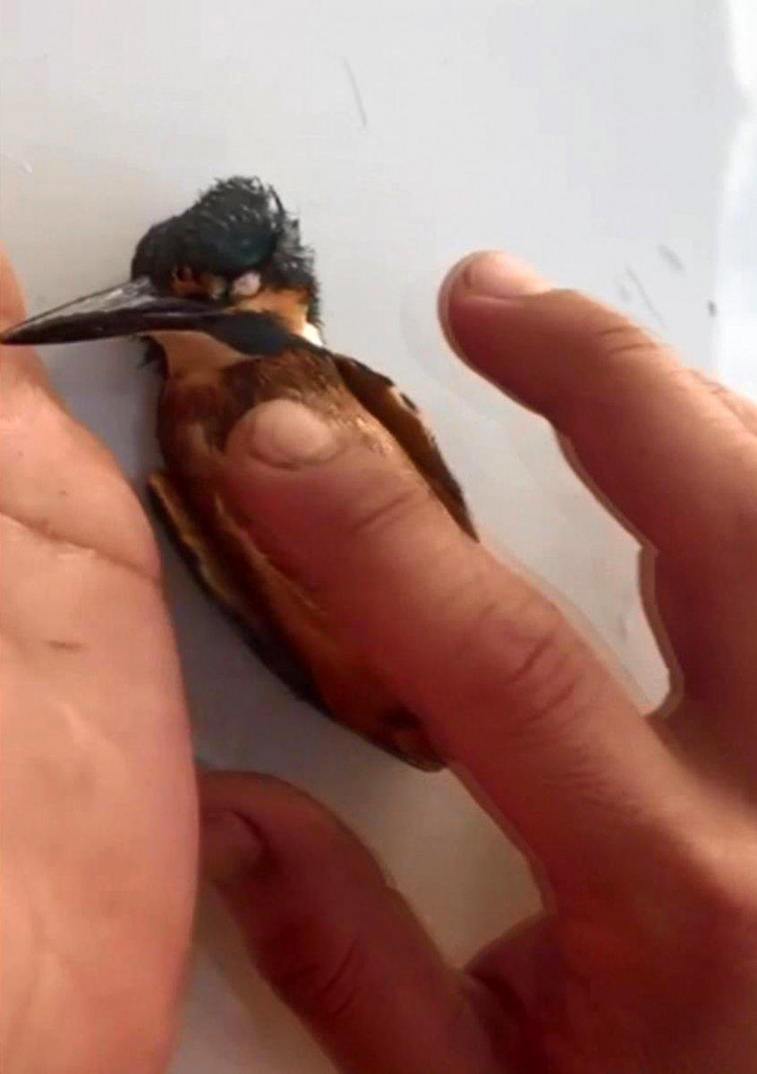 Antalya’da, kalbi duran kuşlar jandarmanın müdahalesi ile hayata döndü