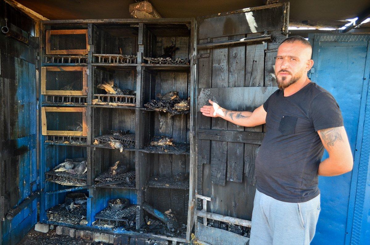 Mersin'de 39 güvercin telef oldu