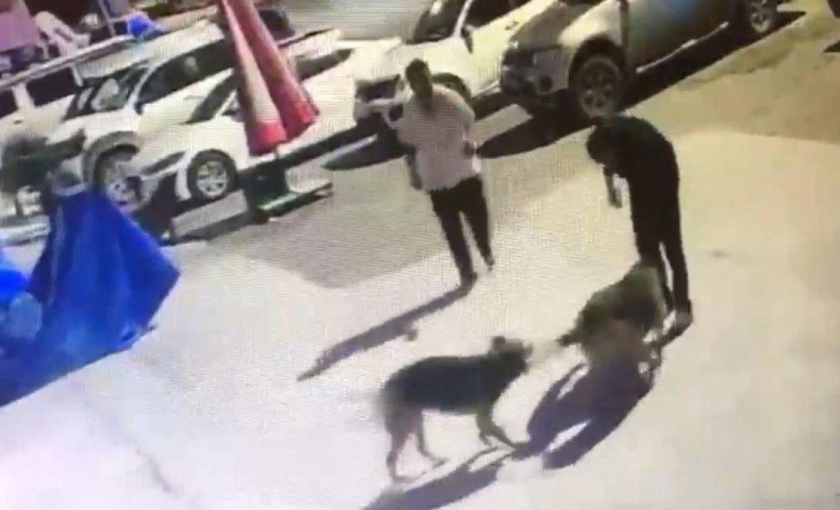Artvin'de köpeklerin boynuna ip takıp toplayan personele işlem yapıldı