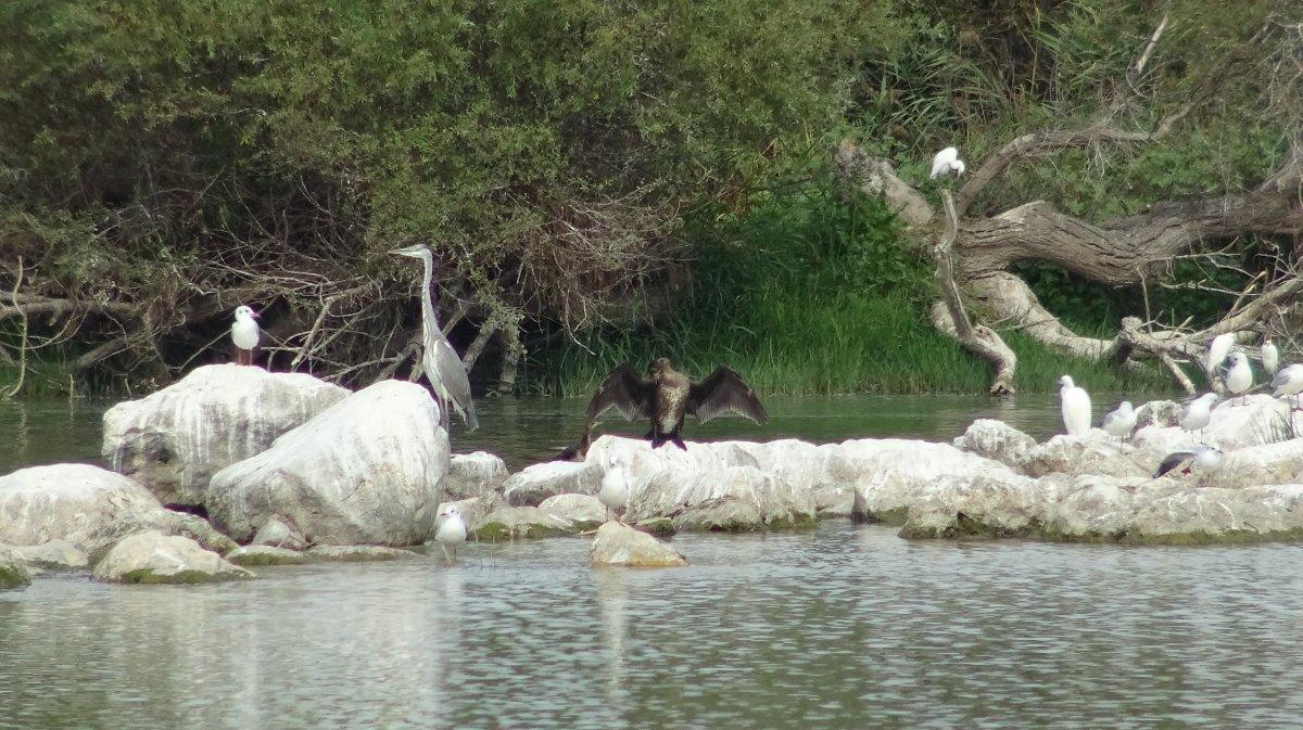 Uluabat Gölü'nde canlıların yaşam alanı küçülüyor