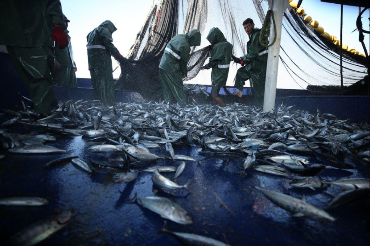 Hataylı balıkçıların av mesaisi başladı