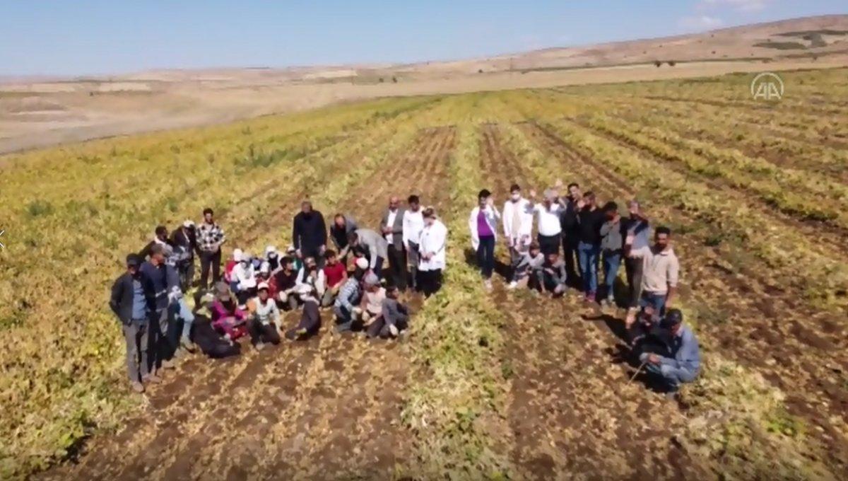 Kuru fasulye üretimi arttı