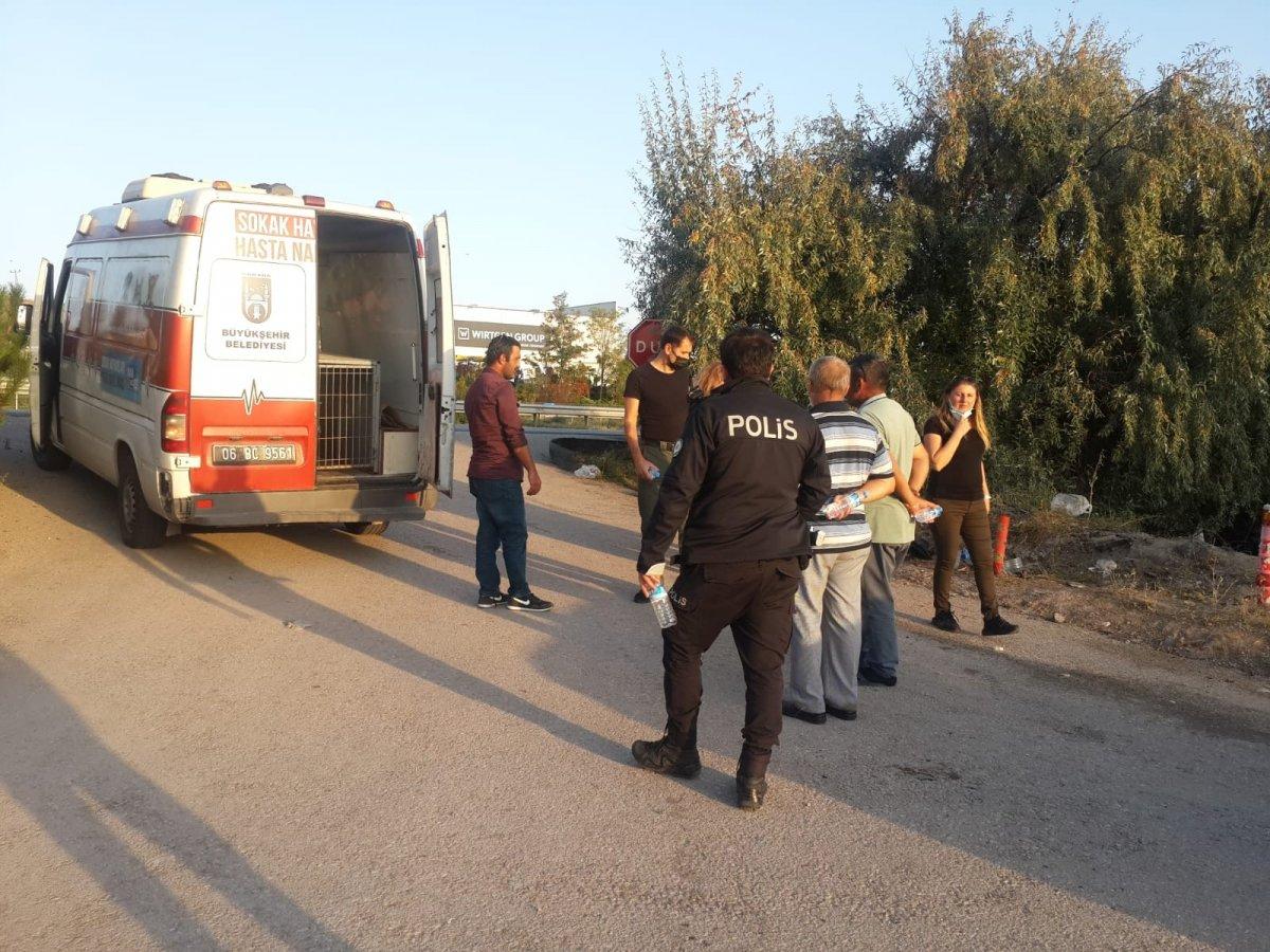 Ankara'da yola bırakılan yavru köpekler telef oldu