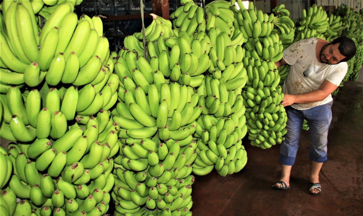 Türkiye’de yenen her iki muzdan biri Anamur’dan