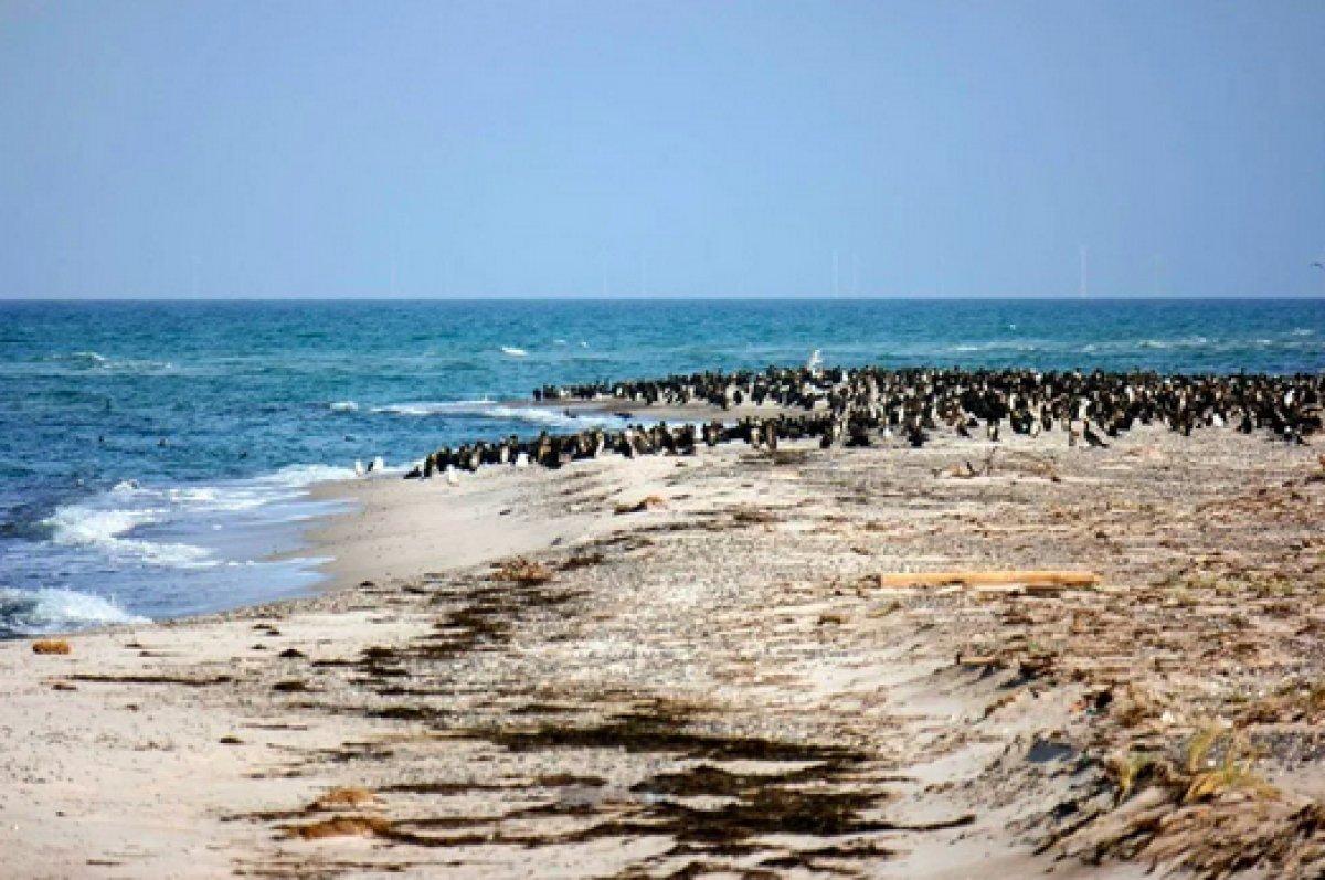 Güney Afrika'da 63 penguen arı saldırısına uğradı