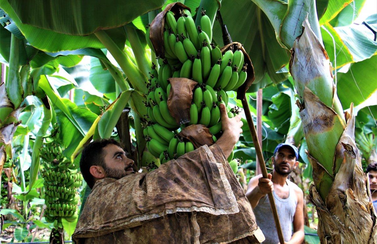 Türkiye’de yenen her iki muzdan biri Anamur’dan