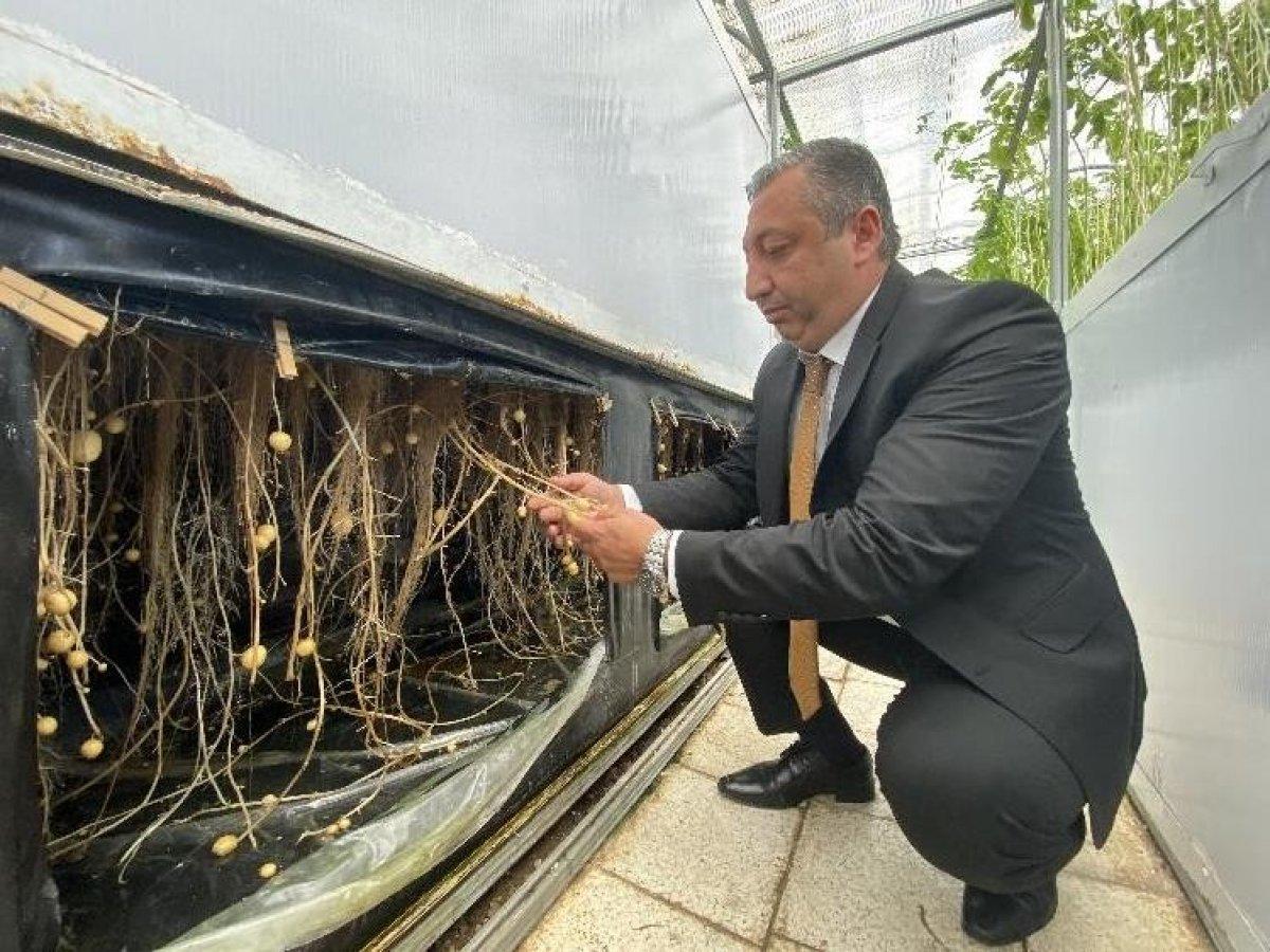 Suda, havada ve karada patates üretiliyor