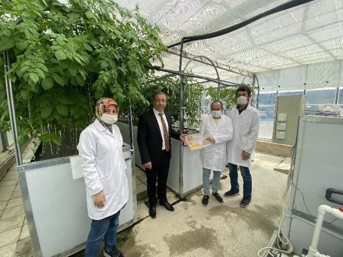 Suda, havada ve karada patates üretiliyor