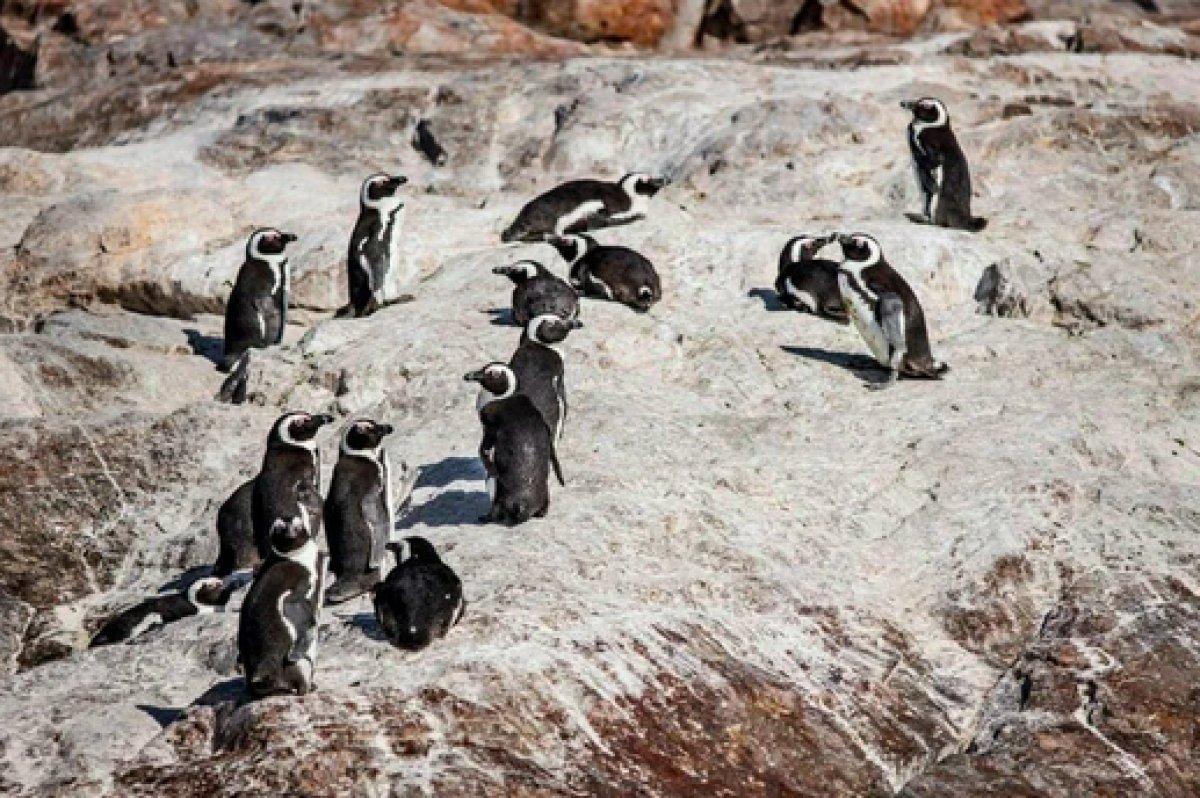 Güney Afrika'da 63 penguen arı saldırısına uğradı