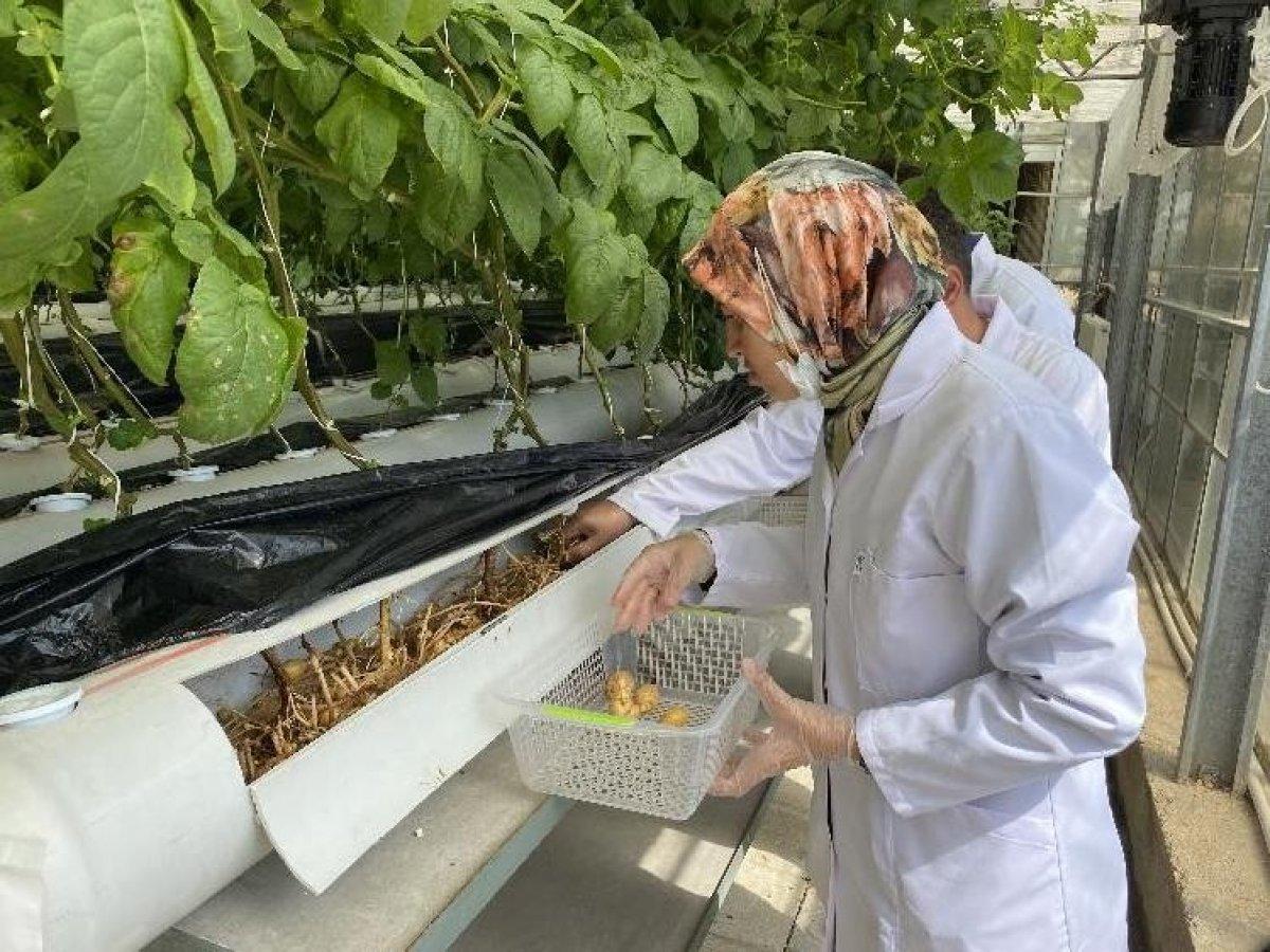 Suda, havada ve karada patates üretiliyor