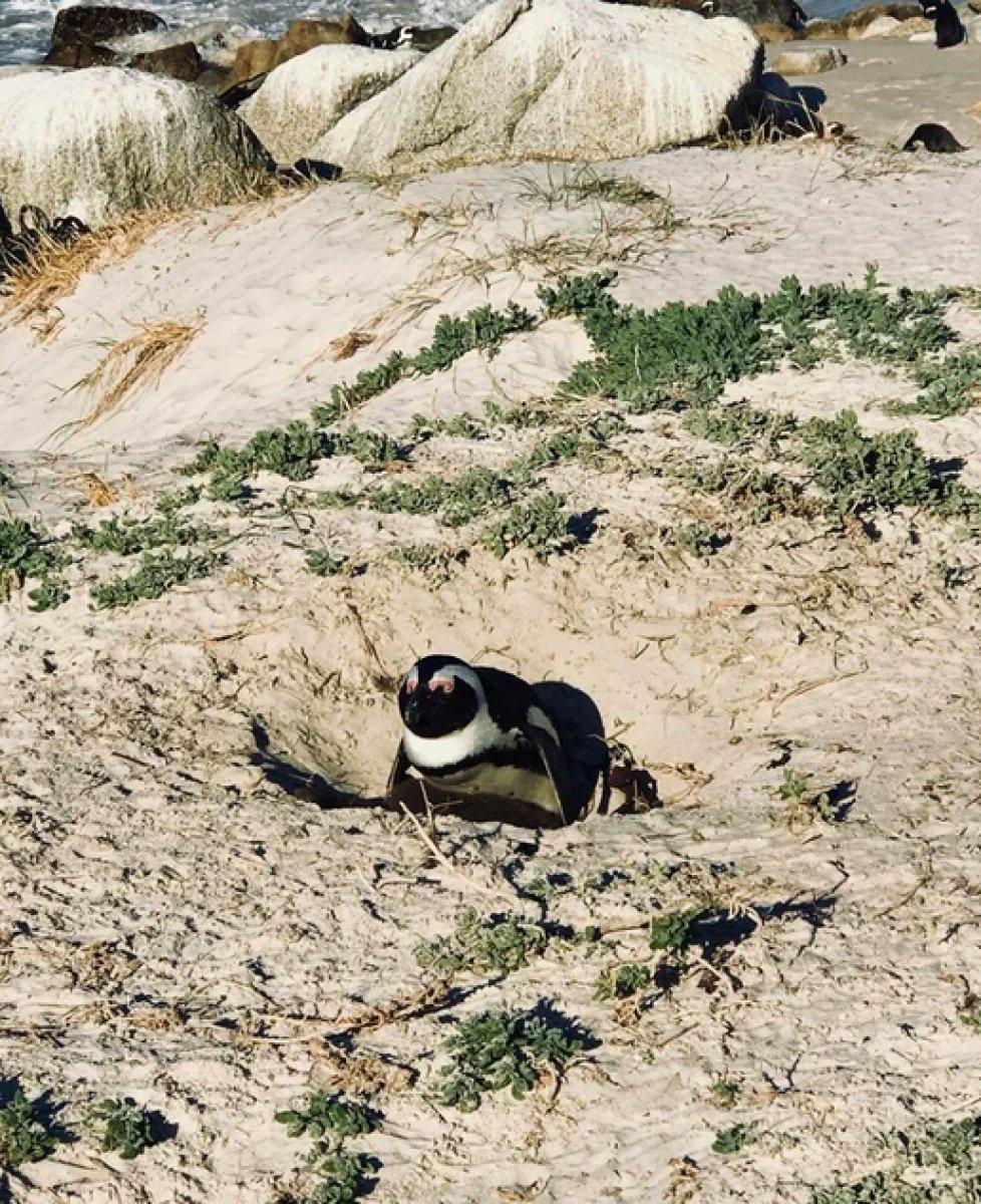 Güney Afrika'da 63 penguen arı saldırısına uğradı