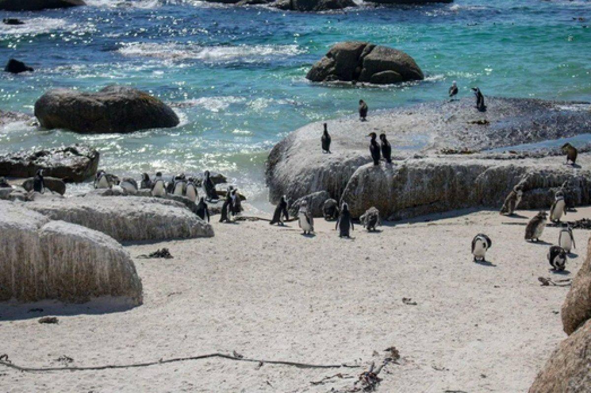 Güney Afrika'da 63 penguen arı saldırısına uğradı