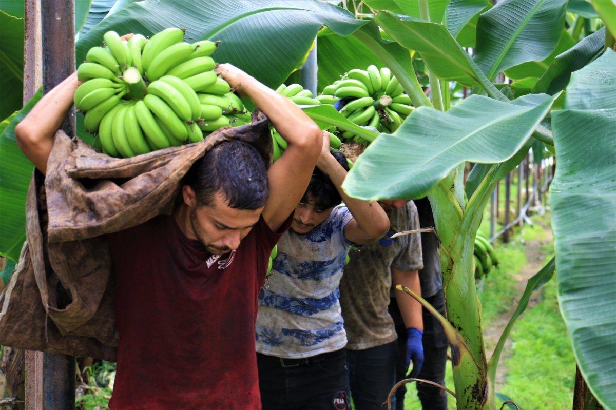 Türkiye’de yenen her iki muzdan biri Anamur’dan