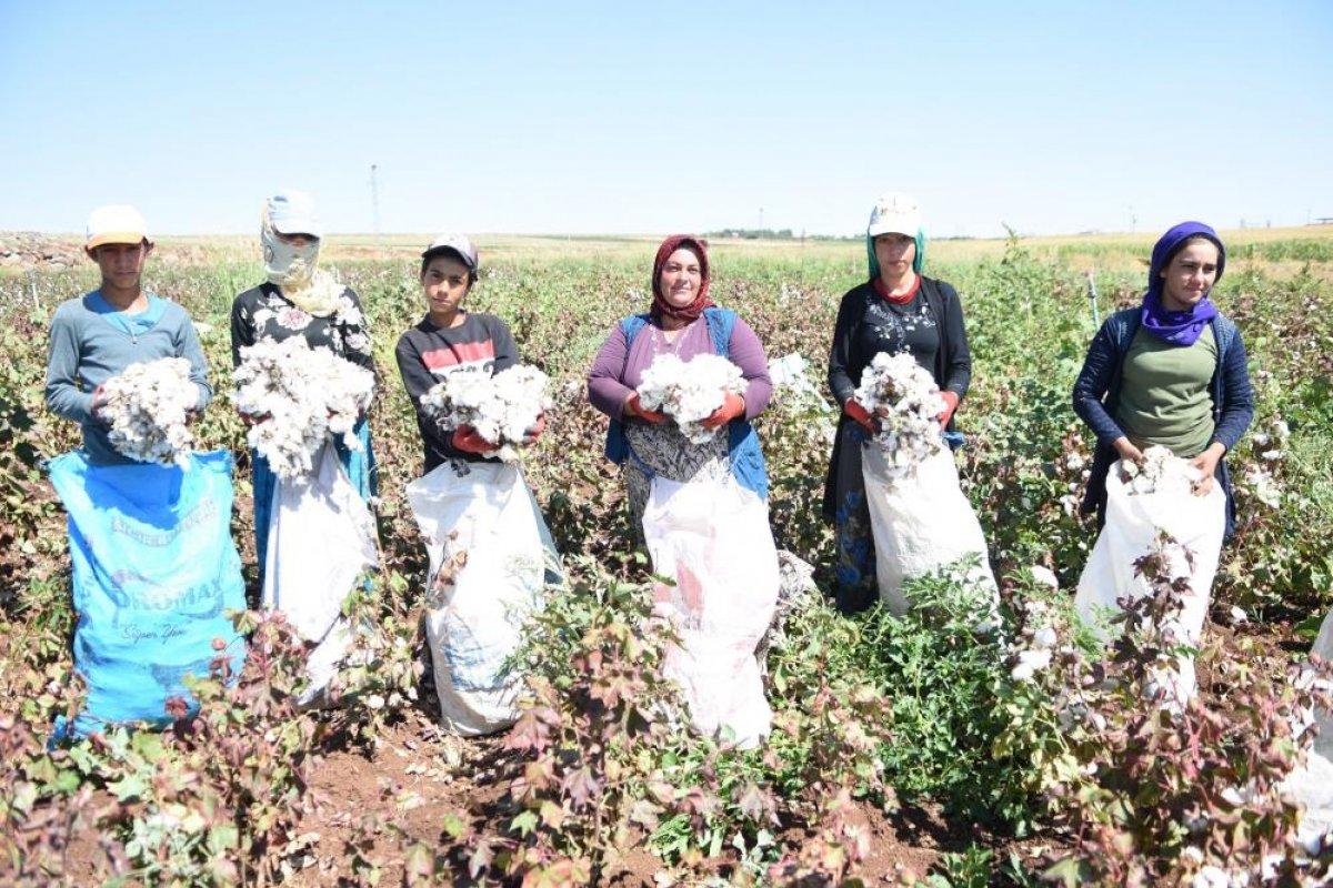 Şanlıurfa'da 'beyaz altın' hasadı başladı