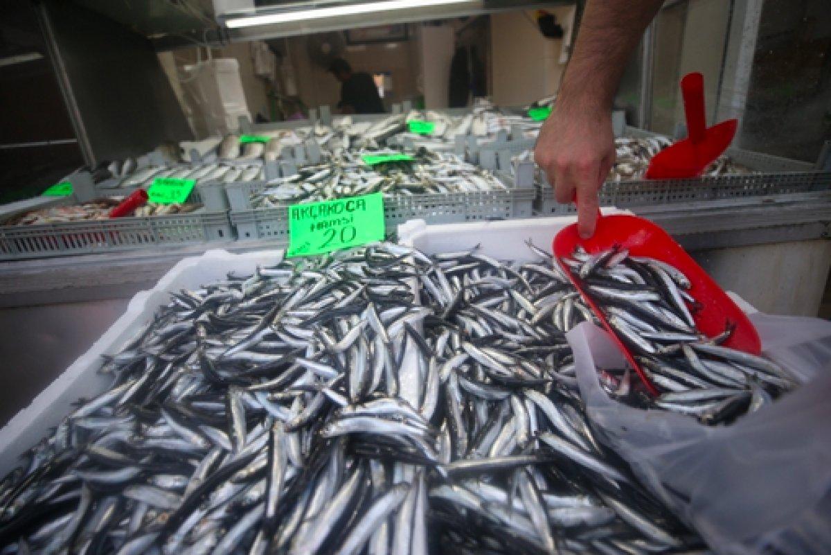 Hamsi bollaştı, fiyatlar yarıya indi