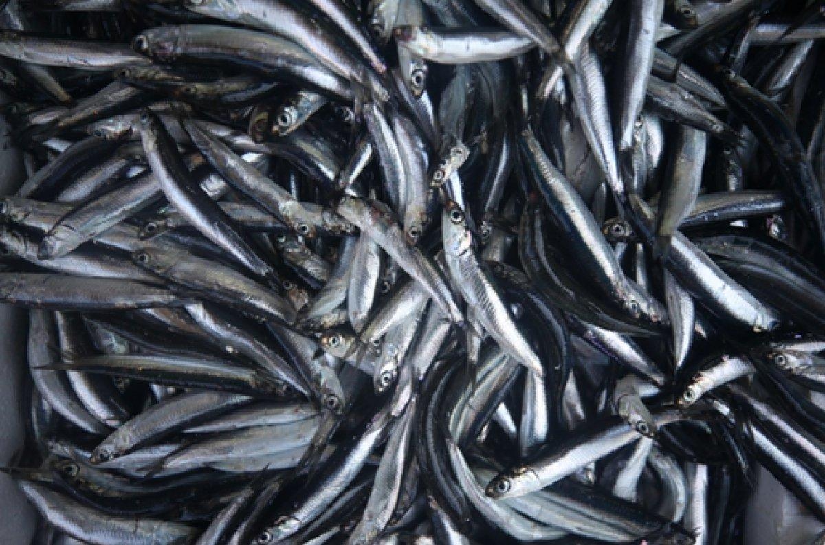 Hamsi bollaştı, fiyatlar yarıya indi