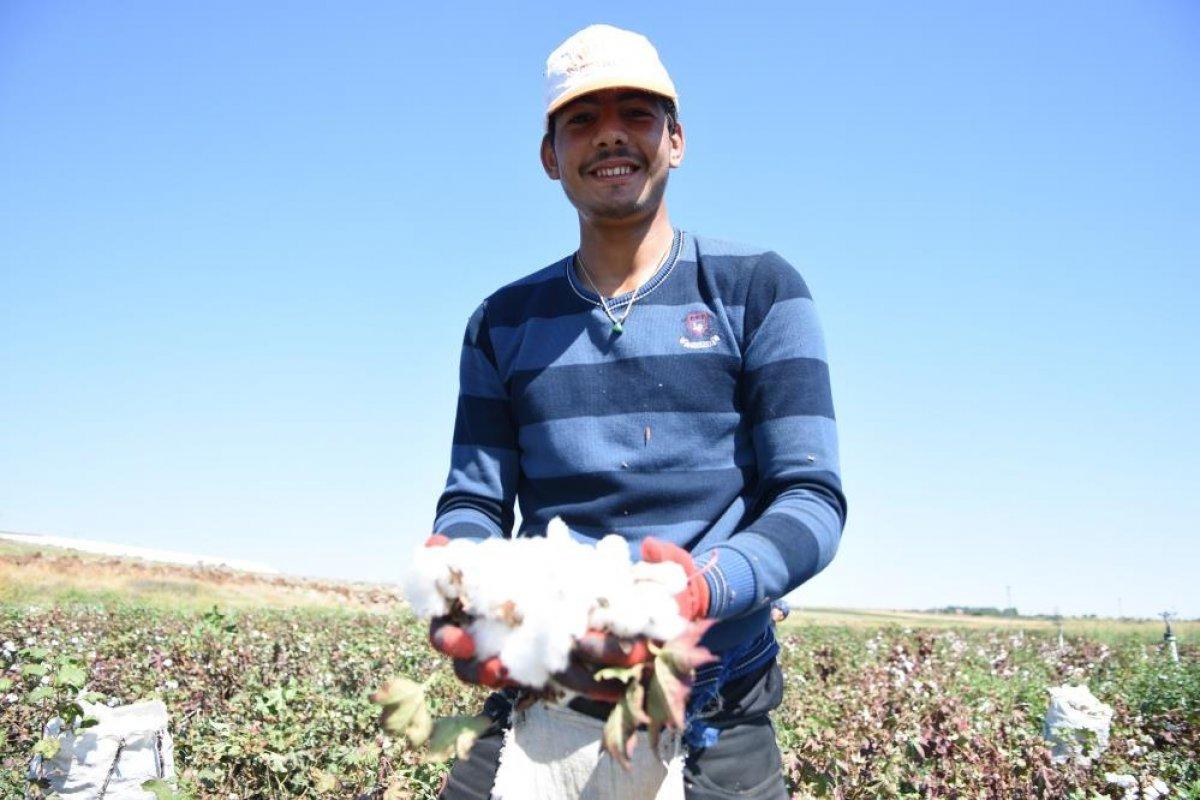 Şanlıurfa'da 'beyaz altın' hasadı başladı