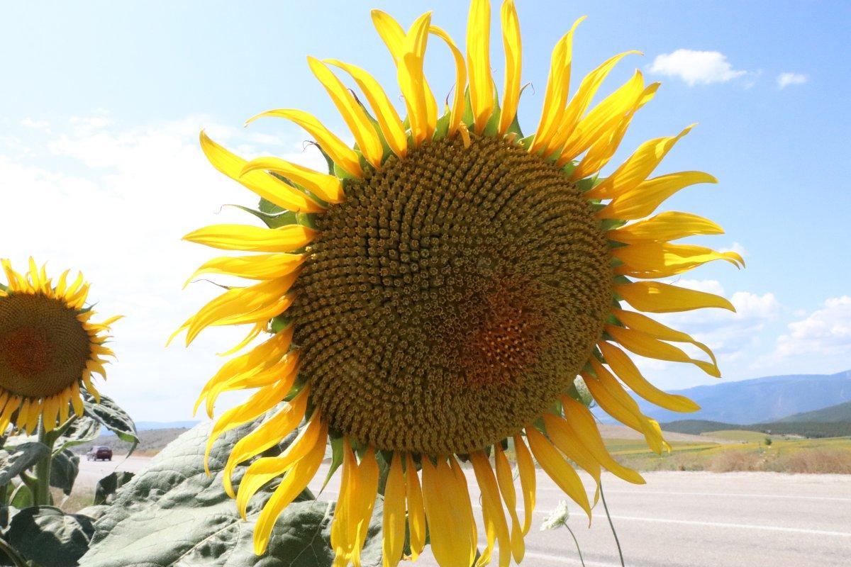 Ayçiçek hasadının sonuna gelindi